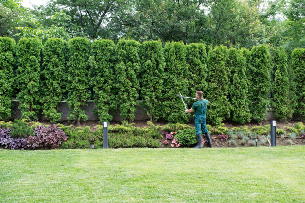 Lawn Renovation and Restoration in Hewlett Harbor, NY